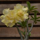 Huangmao' Yellow Desert Rose - 2 Seeds