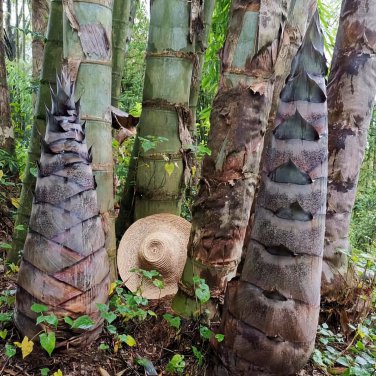 Huge Dragon Bamboo Giant Bambu Tree - 100 Seeds