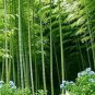 Huge Phyllostachys Pubescens Moso Bamboo - 200 Seeds