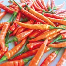 Hunan Red Dried Chili - 300 Seeds Hunan Red Dried Chili - 300 Seeds