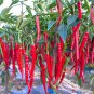 Hunan Red Dried Chili - 300 Seeds