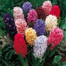 Hyacinth Seeds Mixed Colorful Flowers - 300 Seeds Hyacinth Seeds Mixed Colorful Flowers - 300 Seeds