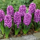 Hyacinthus Orientalis - 100 Seeds