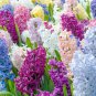 Hyacinthus Orientalis - 100 Seeds