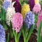 Hyacinthus Orientalis - 100 Seeds