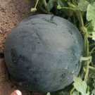 Hybrid Black Skin Round Shape Yellow Meat Seedless Watermelon - 10 Seeds Hybrid Black Skin Round Shape Yellow Meat Seedless Watermelon - 10 Seeds