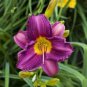 Hybrid Daylily Flower Seeds Dark Purple Double Flowers - 150 Seeds