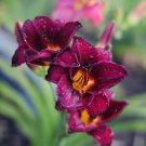 Hybrid Daylily Flowers Seeds Blackish Purple Double Flowers with White Edge - 12 Hybrid Daylily Flowers Seeds Blackish Purple Double Flowers with White Edge - 12