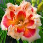 Hybrid Daylily Flowers - 100 Seeds
