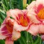 Hybrid Daylily Flowers - 100 Seeds