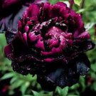 Hybrid F1 Peony Seeds Orange Red & Purple Blue Double Big Blooms Flowers - 10 Se Hybrid F1 Peony Seeds Orange Red & Purple Blue Double Big Blooms Flowers - 10 Se