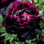 Hybrid F1 Peony Seeds Orange Red & Purple Blue Double Big Blooms Flowers - 10 Se