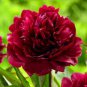 Hybrid F1 Peony Seeds Orange Red & Purple Blue Double Big Blooms Flowers - 10 Se