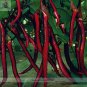 Hangzhou Red Long Eggplant F1 Vegetable - 200 Seeds