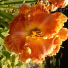Hybrid Mix Daylily Flowers Seed Colour Hybrid Hemerocallis - 100 Seeds