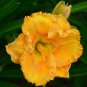 Hybrid Mix Daylily Flowers Seed Colour Hybrid Hemerocallis - 100 Seeds