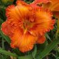 Hybrid Mix Daylily Flowers Seed Colour Hybrid Hemerocallis - 100 Seeds