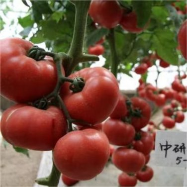 Hybrid Rose Pink Big Tomato - 100 Seeds