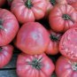 Hybrid Rose Pink Big Tomato - 100 Seeds