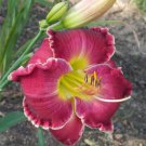 Hybrid Taglilie Blumen Samen Hemerocallis Lily - 100 Seeds