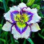 Hybrid Taglilie Blumen Samen Hemerocallis Lily - 100 Seeds