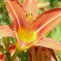 Hybrid Taglilie Blumen Samen Hemerocallis Lily - 100 Seeds
