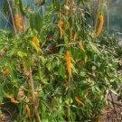 Hybrid Yellow & Orange Long Chili Pepper - 200 Seeds Hybrid Yellow & Orange Long Chili Pepper - 200 Seeds