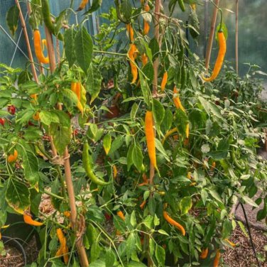 Hybrid Yellow & Orange Long Chili Pepper - 200 Seeds