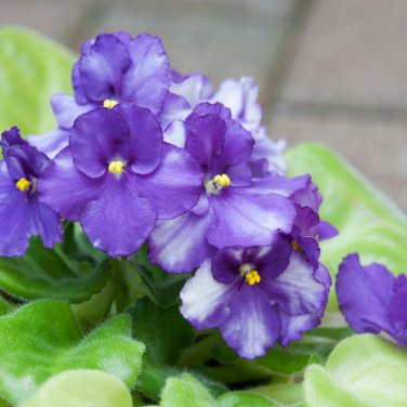 Hybrida Color Petunia Hanging Charming Bonsai Potted - 200 Seeds