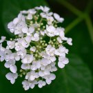 Hydrangea arborescens White Flower - 15 Seeds Hydrangea arborescens White Flower - 15 Seeds