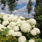 Hydrangea arborescens White Flower - 15 Seeds