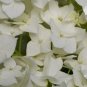 Hydrangea arborescens White Flower - 15 Seeds
