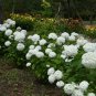 Hydrangea Bonsai Mixed Color Japan Hydrangea Bonsai - 20 Seeds