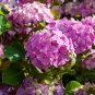 Hydrangea Bonsai Mixed Color Japan Hydrangea Bonsai - 20 Seeds