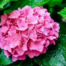 Hydrangea Light Pink Big Blooms Flowers - 15 Seeds Hydrangea Light Pink Big Blooms Flowers - 15 Seeds