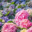 Hydrangea macrophylla Hybrid Flower Seeds Rose Pink Flowers - 100 Seeds
