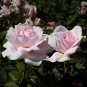Hydrangea macrophylla Hybrid Flower Seeds Rose Pink Flowers - 100 Seeds