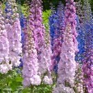 Hydrangea Rocket Larkspur Plant - 100 Seeds Hydrangea Rocket Larkspur Plant - 100 Seeds