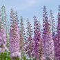 Hydrangea Rocket Larkspur Plant - 100 Seeds