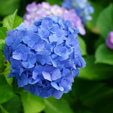 Hydrangea Seeds Dark Blue Ball Type Flowers - 50 Seeds
