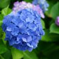 Hydrangea Seeds Dark Blue Ball Type Flowers - 50 Seeds