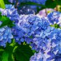 Hydrangea Seeds Dark Blue Ball Type Flowers - 50 Seeds