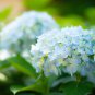 Hydrangea Seeds Dark Blue Ball Type Flowers - 50 Seeds
