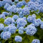 Hydrangea Perennial Flower - 10 Seeds