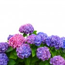 Hydrangea - 50 Seeds Hydrangea - 50 Seeds