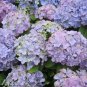 Hydrangea - 50 Seeds