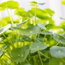 Hydrocotyle Vulgaris - 100 Seeds