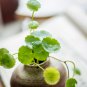 Hydrocotyle Vulgaris Aquatic Plants Money Grass Coins Grass Bonsai - 30 Seeds
