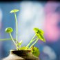 Hydrocotyle Vulgaris Aquatic Plants Money Grass Coins Grass Bonsai - 30 Seeds