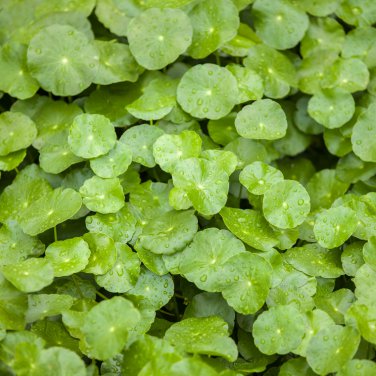 Hydrocotyle Vulgaris Potted Hydroponics Flower Aquarium Plants - 100 Seeds